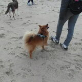 Foto van Barbara, Vos, Quin en Boo