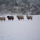 vier op een rij....