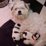 Cleo met haar pups ( hier zijn ze een paar dagen oud)