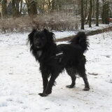 Sire 5 jaar