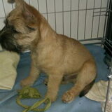 9-2-2013 naar de trimmer geweest. Dag puppy fluff, hallo mooie vacht…