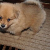 Hier was Mylo 4 weken oud