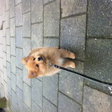 Mylo