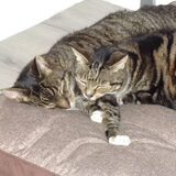 onze twee katten, achterste is Kees en de voorste Kaatje