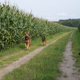 Foto van Joyce, Koda, Skippy en Beertje:)