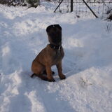 Sneeuw en spelen op de hei...geweldig!