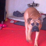 Foto van daisy