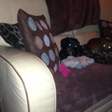 Foto van Daisy, Diva & Lady