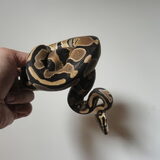 rango