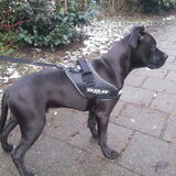 Danger voor het eerst op pad met zijn K9 tuigje.