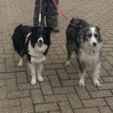 Foto van Pamela en Dazzle en Gentle