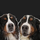 Cay en Cooper