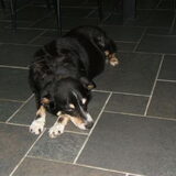Jackie mijn 1ste oostenrijkse pinscher