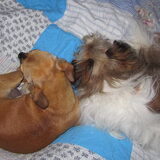samen slapen
