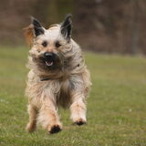 Foto van team Shadow