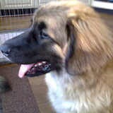Kaya's laatste foto 20-9-09 - 06-12-2010 Kaya had LEMP, een…