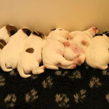 Van links naar rechts: Orena,Oepsie,Odina,Onno,Ozzy en kleine Olea.
