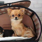Ruby (black & Tan) en Fenna (vosje)