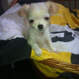 Kiki als pup