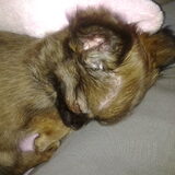 Foto van Twinkle & Pebbles