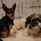 flerck en joep
