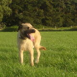 stefke is een mechelse herder x blonde bouvier mijn grote vriend en…