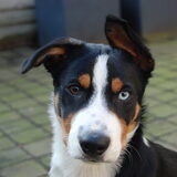 Foto van Ellen, Shadow, Lilly en Flame