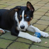 Foto van Ellen, Shadow, Lilly en Flame