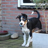 Foto van Ellen, Shadow, Lilly en Flame