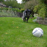 Spelen in de tuin