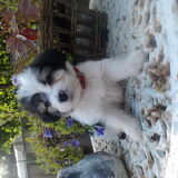 Foxsy als Pupp
