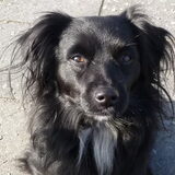 Sire, 5 jaar, geniet van het zonnetje