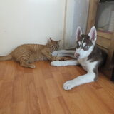 Boedha&bailey