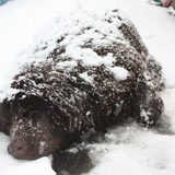 en hij vind het zo fijn in de sneeuw