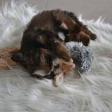 Foto van Niek en Margo, Hummel en Bailey