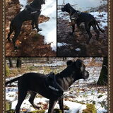 Fotocollage van Danger in het bos