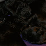 Kluwen pups, anderhalve week oud.
