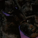 Kluwen pups, anderhalve week oud.