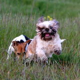 Moos weer aan het dollen