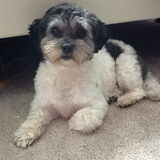 Foto van Lisa; Bobbie, Bentley & Lilly