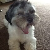 Foto van Lisa; Bobbie, Bentley & Lilly