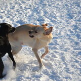 Foto van sofie, Lucky en Zita <3