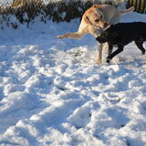 Foto van sofie, Lucky en Zita <3