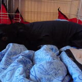 Ivy naar haar castratie :-(