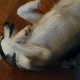 Lekker aan het knuffelen met mijn hond. Een beetje een slijmbal kan het…