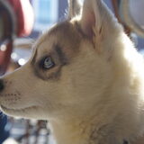 Mishka 11 weken