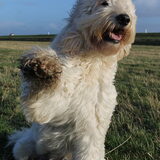 Foto van Dewi & de doodles