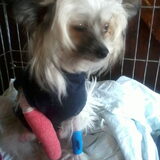Queeny met rode verband. 1e verband na de operatie.