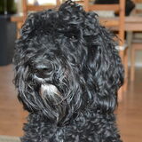 Buddy