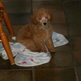Casper 9 1/2 week